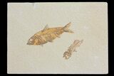 Detailed Fossil Fish (Knightia) W/Partial Amphiplaga - Wyoming #176404-1